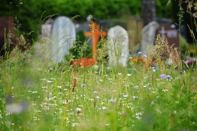 Auf einer Wiese bestattet sein, das so...ler Hauptfriedhof bald mglich werden.  | Foto: Hannes Lauber