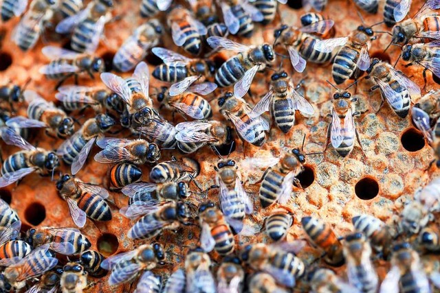 Die Bienenvlker drften Schaden genommen haben.  | Foto: Jens Bttner
