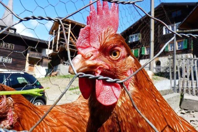 Hennen auf Hinterzartener Hof wegen Vogelgrippe-Ausbruch getötet