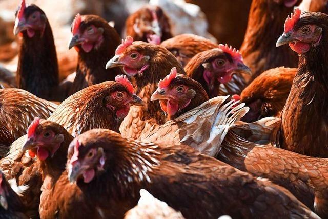 Stallpflicht in ganz Baden-Württemberg wegen Vogelgrippe weiter kein Thema