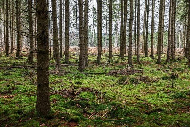 Wie macht man den Hochschwarzwälder Wald fit für die Zukunft?