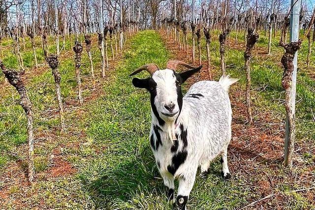 Ziege besucht die Reben bei Bischoffingen