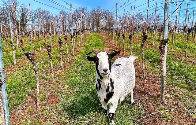 berraschende Begegnung beim Spazierga... den Reben im Steinbuck Bischoffingen.  | Foto: Horst Krebs