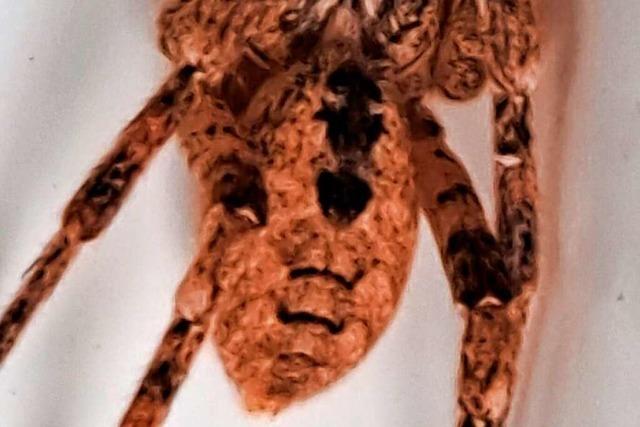 Stadtrat Heiner Lohmann ist einer Nosferatu-Spinne begegnet