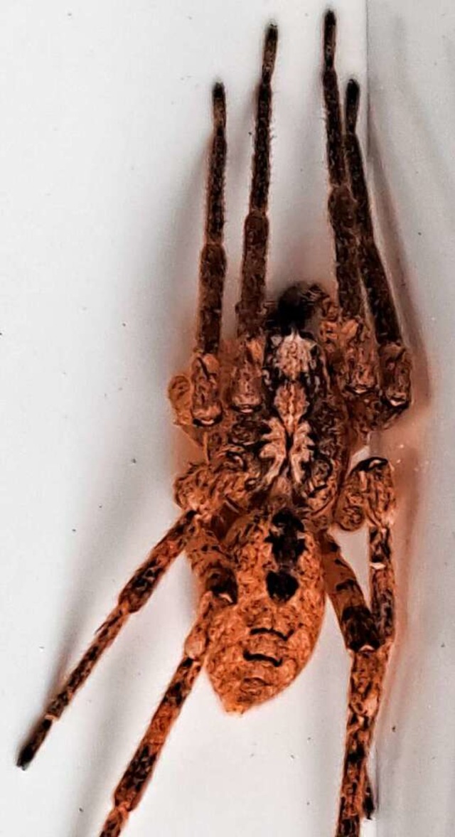 Alles andere als ein Dmon: die Nosferatu-Spinne.  | Foto: Heiner Lohmann
