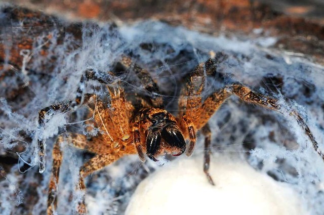 Nosferatu-Spinne  | Foto: Fritz Geller-Grimm