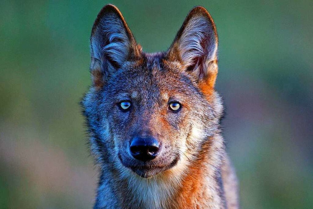 Deutschlands wilde Wölfe beobachtete Axel Gomille.  | Foto: Axel Gomille