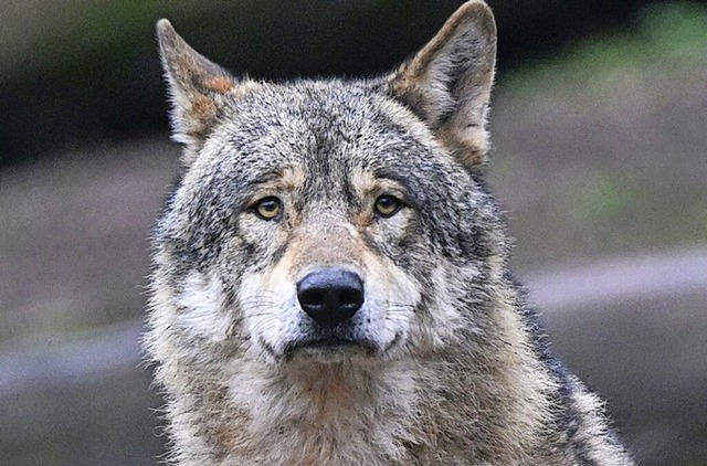 Ein Wolf in einem Tierpark  | Foto: Bernd Weibrod (dpa)