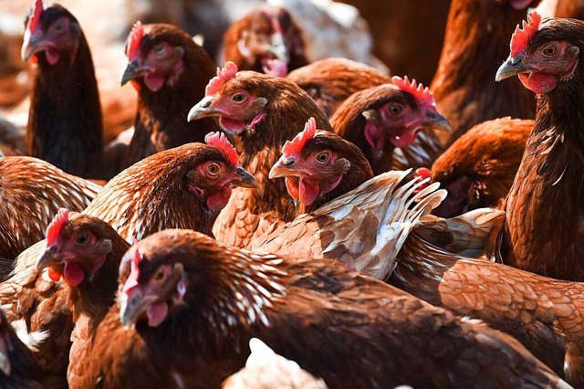 In Hinterzarten sind 29 Hhner aufgrund der Vogelgrippe gestorben (Symbolfoto).  | Foto: Felix Kstle (dpa)