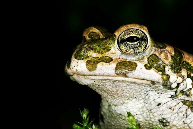 Amphibien wie die Wechselkrte sind au... auch deshalb landesweit eingebrochen.  | Foto: Morales via www.imago-images.de