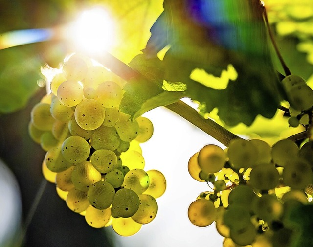 Weinbaubetriebe im Kaiserstuhl frchte...ttel in FFH-Gebieten verbieten sollte.  | Foto: Frank Rumpenhorst (dpa)