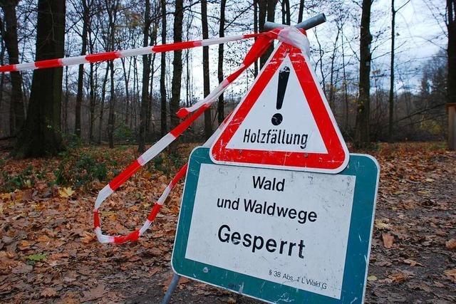 Der Unadinger Wald leidet unter dem Borkenkfer