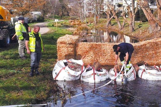 Baumanahme am Gieenbach – Biberdamm verstrkt Verschlammung