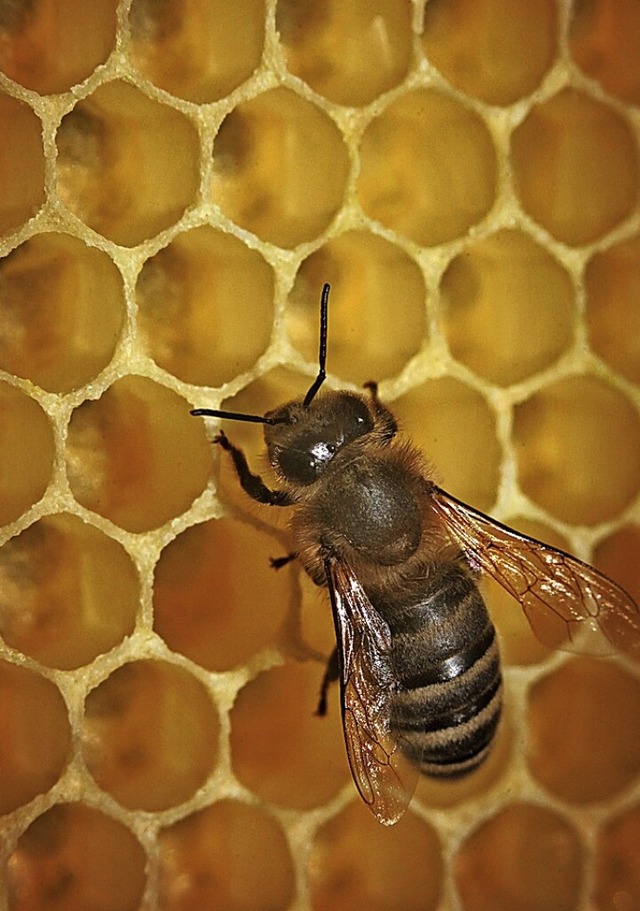 Ein Projekt an der Grundschule in Drl...indern die Welt der Bienen vermitteln.  | Foto: Fredrik von Erichsen