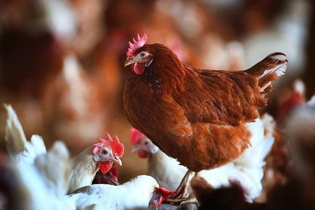 Legehennen-Halter in Südbaden tun alles, damit die Vogelgrippe fern bleibt