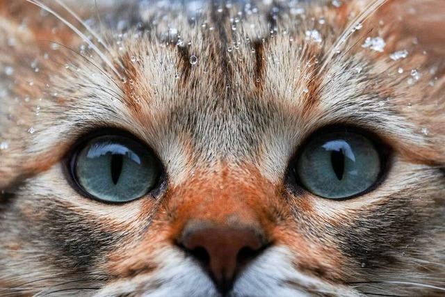 In Grenzach-Whylen knnten Kastrationen die Katzen-Population eindmmen