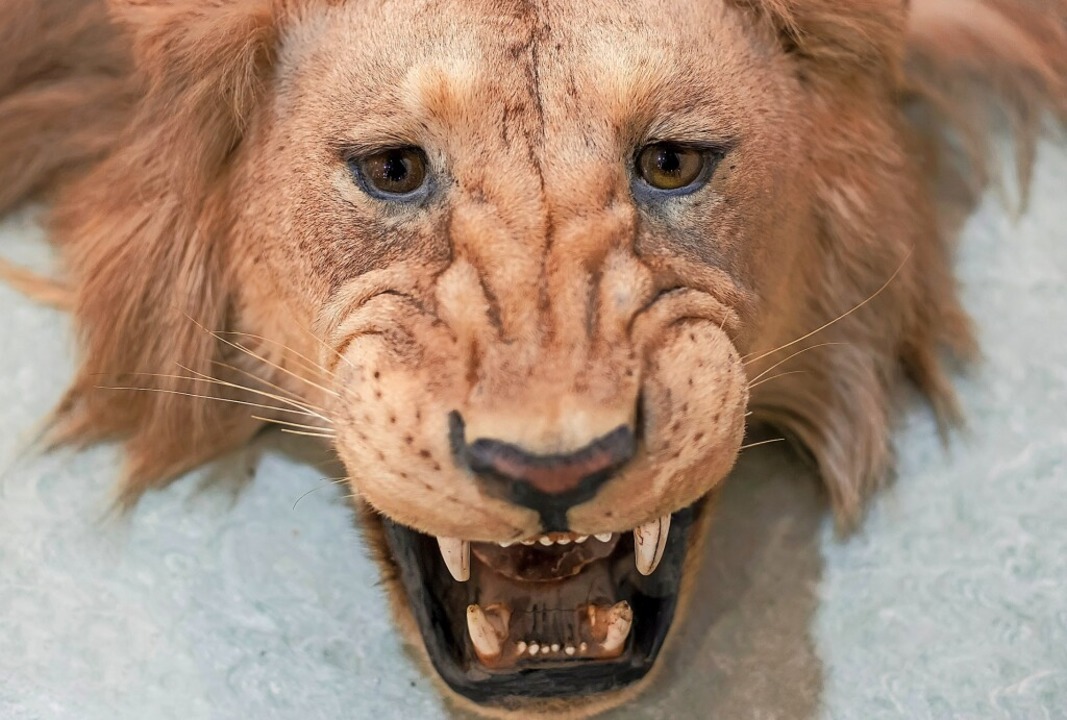 Was von der Großwildjagd übrig bleibt: ausgestopfter Löwenkopf.  | Foto: BICZO ZSOLT
JORUBAFOTO