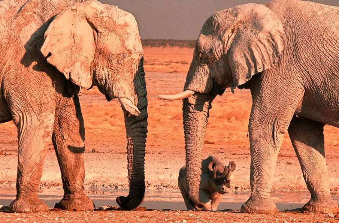 Elefanten in Namibia  | Foto: Josef Niedermeier