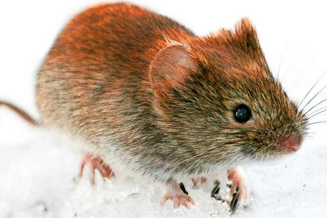 Rötelmaus: Eine kleine Maus kann große...hr Kot kann den Hantavirus übertragen.  | Foto: Kimmo Taskinen (dpa)