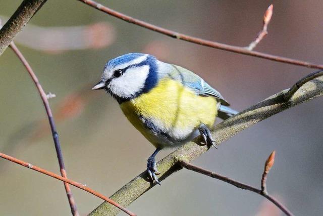 Wie man Vögel am Gesang erkennen kann, erklärt ein Dreisamtäler Experte