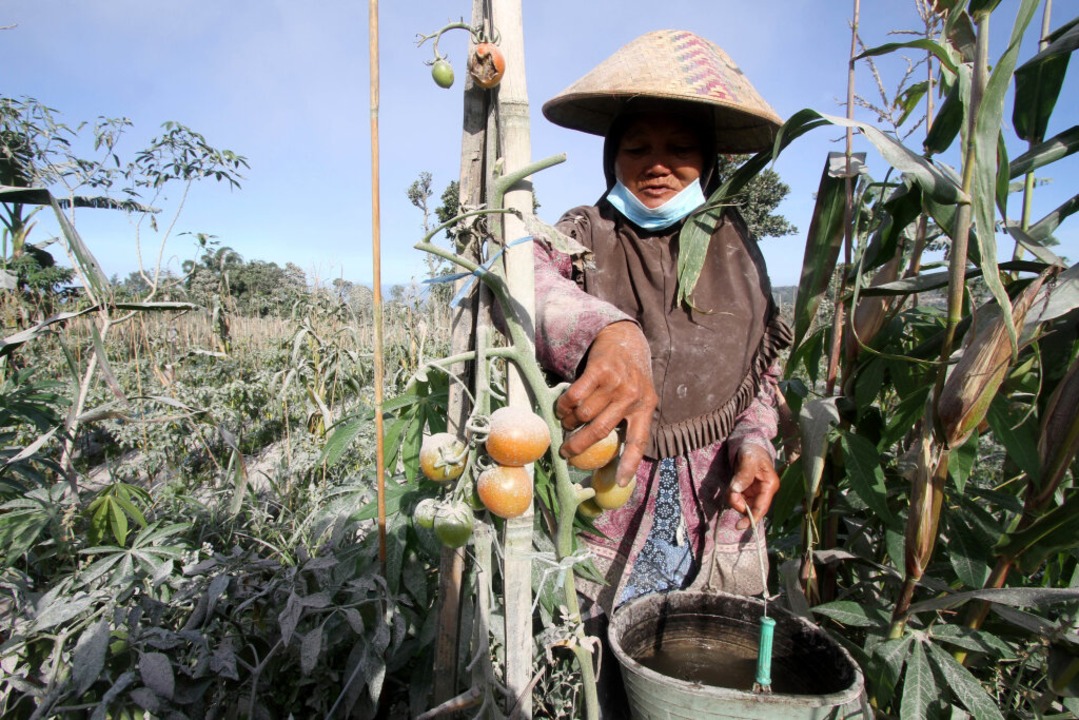 Eine Frau pflückt mit Asche bedeckte Tomaten auf ihren Feldern.  | Foto: Bram Solo (dpa)