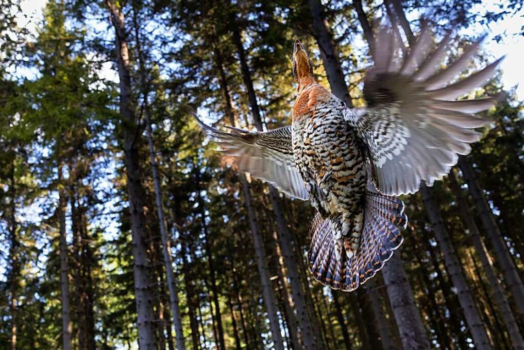 Ein Auerhuhn fliegt in den Wald.  | Foto: Michael Reichel (dpa)