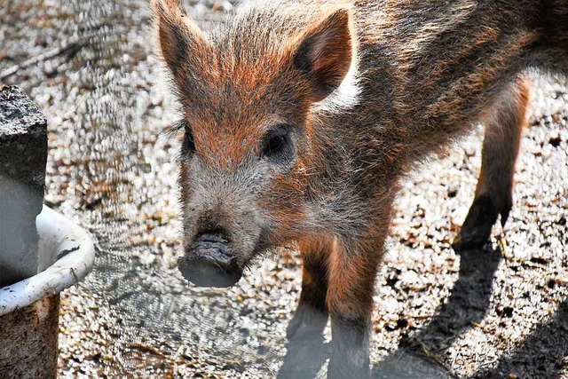 Ein Frischling im Tierpark Lange Erlen  | Foto: Barbara Ruda