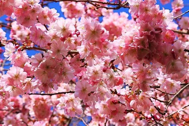Frühlingshafter Blütenzauber im Markgräflerland