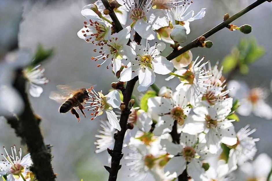 Sonne und Blüten locken die ersten Pollensammler. (Foto: Harald Höfler)