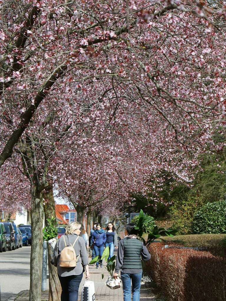 Ein Rausch in Zartrosa: die Blutpflaumen an der Mllheimer Schillerstrae