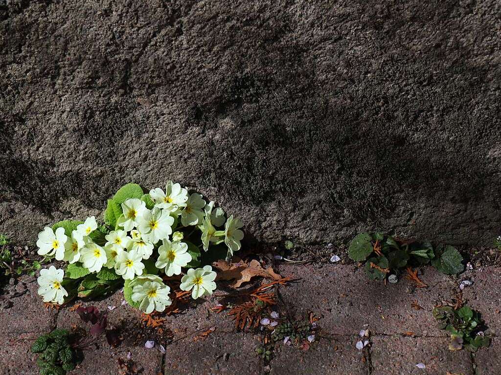 Mauerblmchen in Mllheim