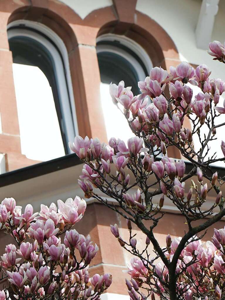 Prchtige Magnolien und stilvolle Stadtvillen sind eine typische Mllheimer Kombination.