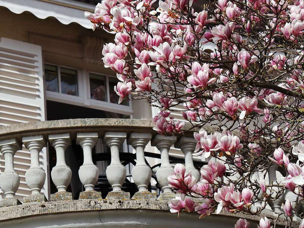 Prchtige Magnolien und stilvolle Stadtvillen sind eine typische Mllheimer Kombination.