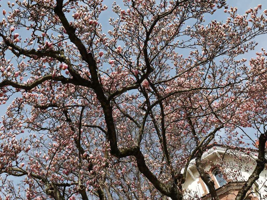 Prchtige Magnolien und stilvolle Stadtvillen sind eine typische Mllheimer Kombination.