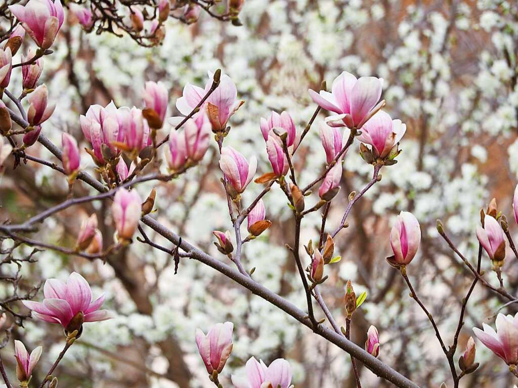 Kurz, aber prachtvoll ist die Magnolienblte.