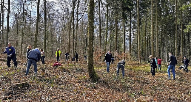 Unter anderem mehr als 100 Eichen, Fel... -birne pflanzten die MSRT-Mitglieder.  | Foto: privat