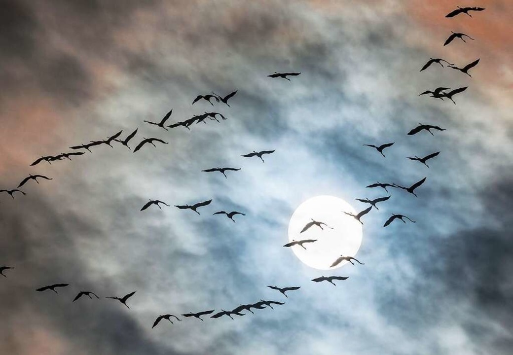 Zugvögel wie die Kraniche passen sich immer mehr an den Klimawandel an.   | Foto: Frank Rumpenhorst (dpa)