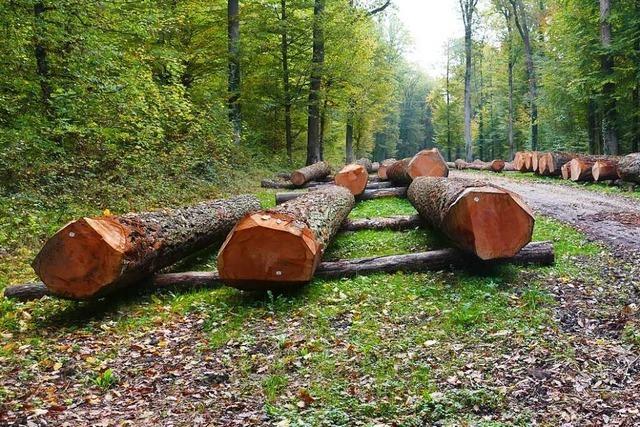 Der Wald erfllt in Efringen-Kirchen schon viele Klimakriterien