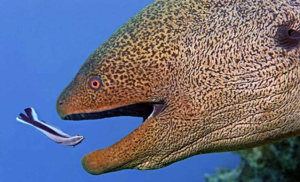 Einmal aufmachen, bitte: Wenn die Putz...mt, hlt sogar die Riesenmurne still.  | Foto: imageBROKER/Norbert Probst via www.imago-images.de