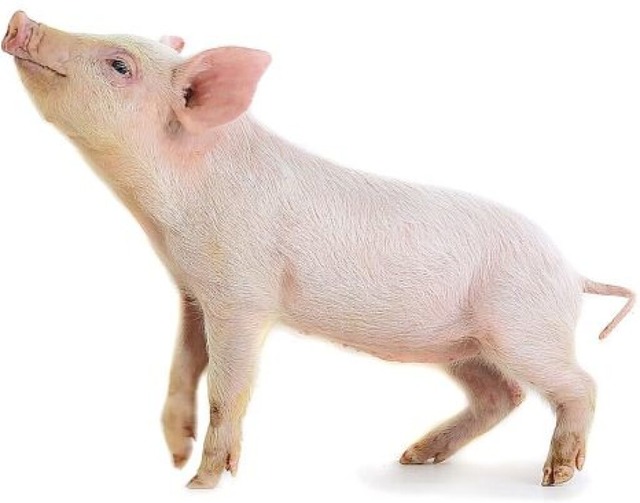 Schweine sind reinlicher, als viele denken.  | Foto: Vasyl Helevachuk