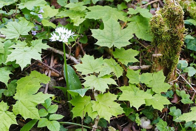 Markant sind die Bltter des Spitzahor...dels als Hoffnungstrger fr den Wald.  | Foto: Victoria Langelott