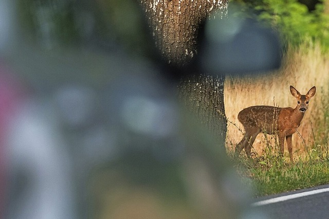 Augen auf und aufgepasst:Besonders zw...i steigt  die Gefahr von Wildunfllen.  | Foto: Patrick Pleul (dpa)