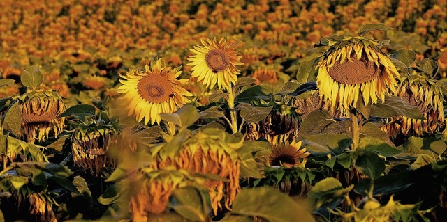 Landwirte in Deutschland bauten 2022 doppelt so viele Sonnenblumen an wie 2021.  | Foto: Carsten Koall