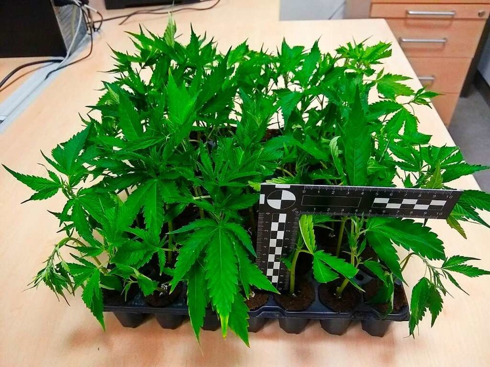 51 Cannabissetzlinge hat die Polizei i... vom Zoll 2019 beschlagnahmte Pflanze.  | Foto: Hauptzollamt Lörrach