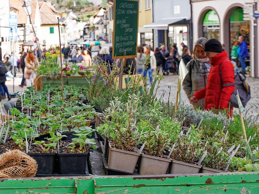 Groe Angebotsvielfalt fr den Frhling zuhause