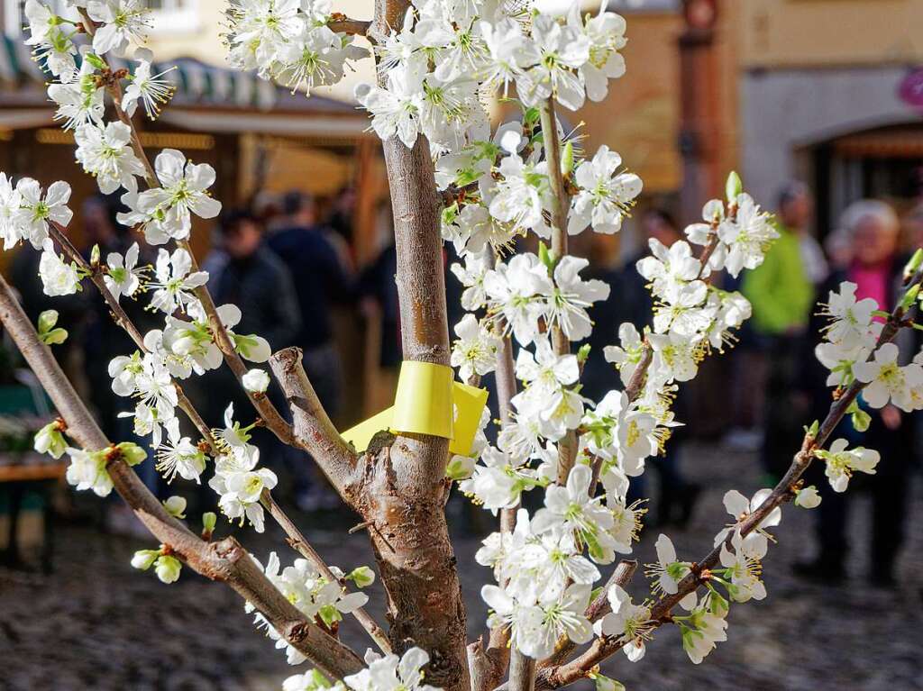 Das Aktionswochenende brachte den Frhling in die Endinger Altstadt.