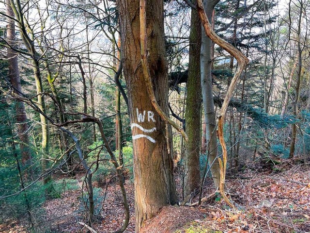 das weie WR auf dem Baum steht fr Waldrefugium  | Foto: Silke Kluth