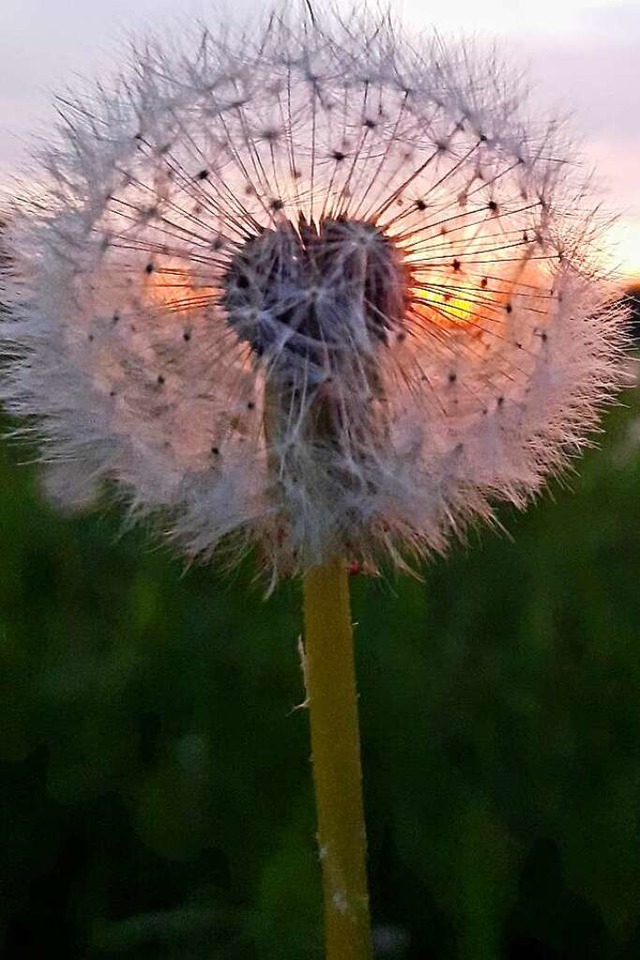 Schn anzusehen, aber bei vielen Hobby... auf dem eigenen Rasen: die Pusteblume  | Foto: Erika Bader