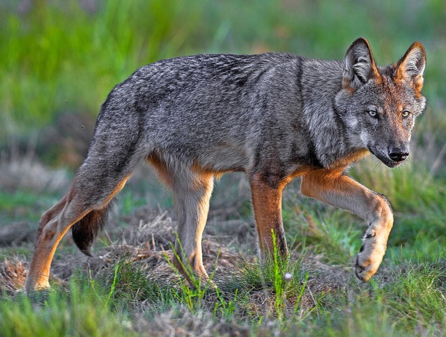 Der Fotograf Axel Gomille hat diesen Wolf in Sachsen-Anhalt fotografiert.  | Foto: Axel Gomille