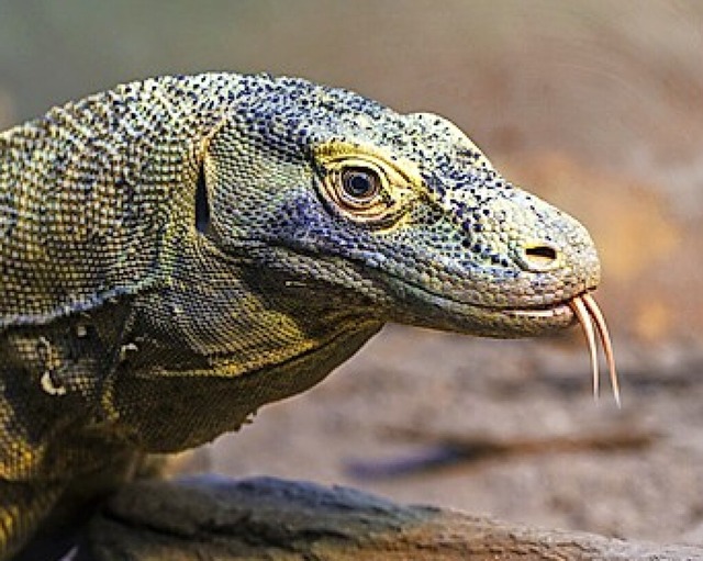 Komodowaran  | Foto: Andreas Arnold